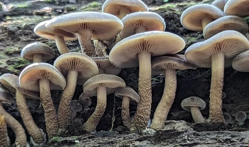 Agrocybe firma