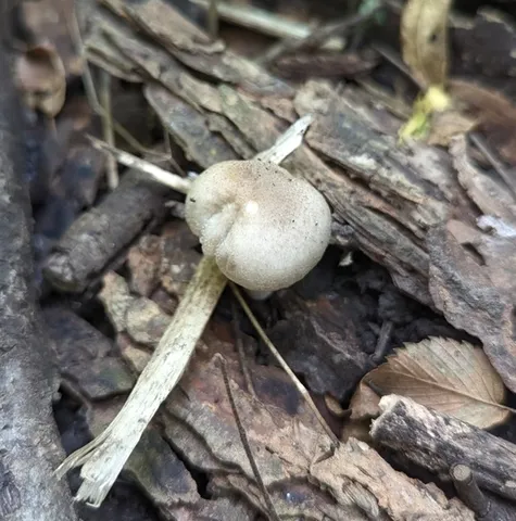 undefined (Psathyrella inflatocystis)