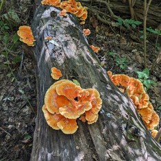 Chicken Of The Woods