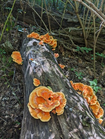 Chicken Of The Woods (Laetiporus sulphureus)