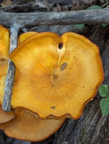 Eastern American Jack-o'-lantern (Omphalotus illudens)