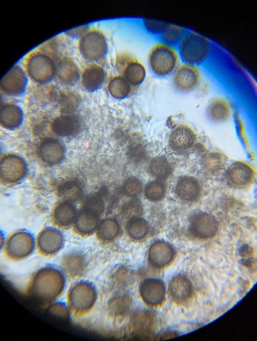 undefined (Elaphomyces sp.)
