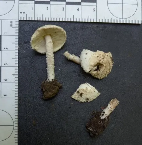 undefined (Cystolepiota cystidiosa)