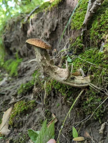 Leccinellum quercophilum