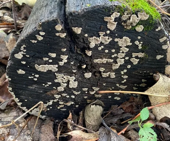 Ceramic Parchment (Xylobolus frustulatus)