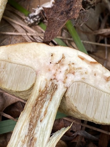 Wrinkled Bolete (Leccinellum rugosiceps)