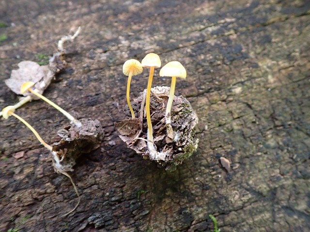 Walnut Mycena (Mycena crocea)