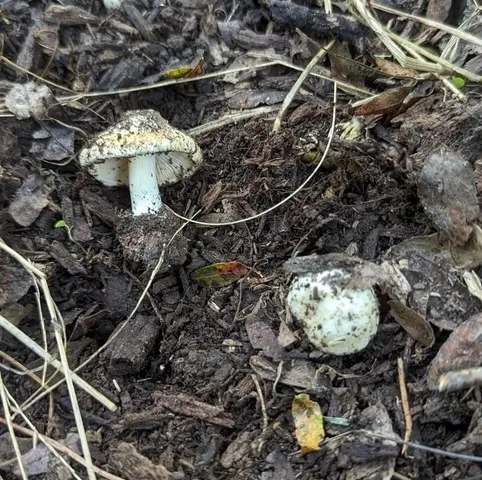 Fiber Caps (Inocybe sp-IN49)