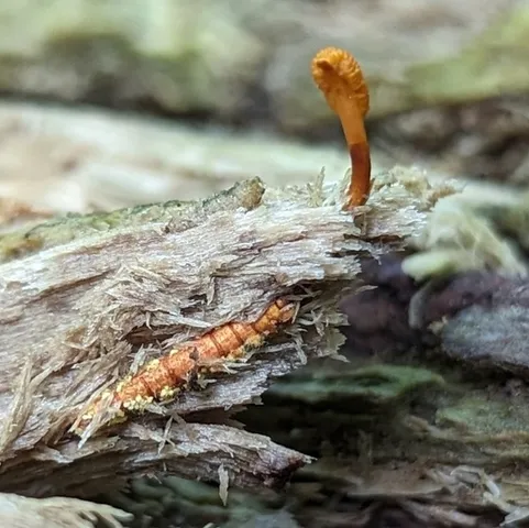 Cheeto Cordyceps (Ophiocordyceps variabilis)