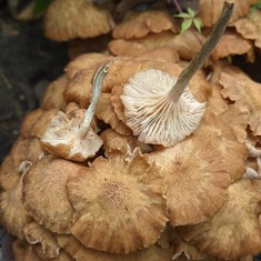 Ringless Honey Mushroom