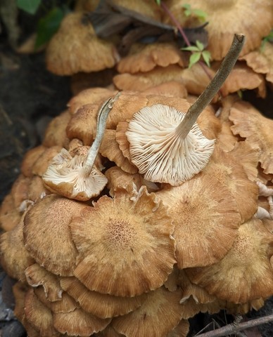 Ringless Honey Mushroom (Desarmillaria caespitosa)