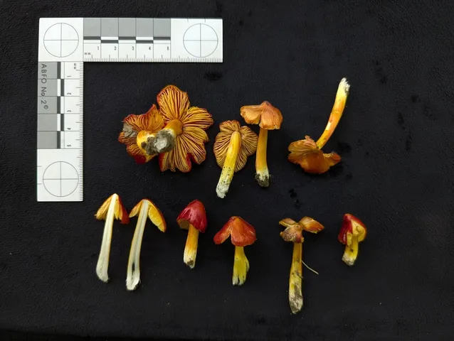 Small-Spored Sunset Waxycap (Hygrocybe acutoconica var. microspora)