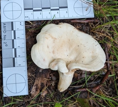 Stout Pink-Staining Lactarius (Lactarius subvernalis var. cokeri)