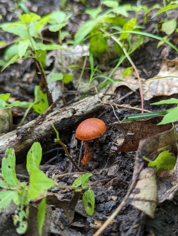 null (Cortinarius hesleri)