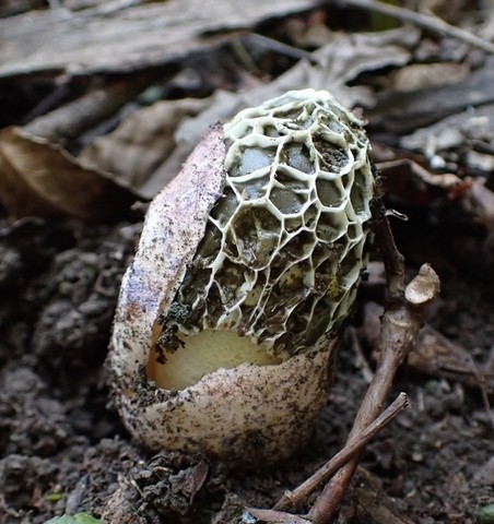 Phallus hadriani