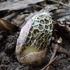 Dune Stinkhorn