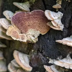 Violet-Toothed Polypore