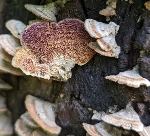 Trichaptum biforme
