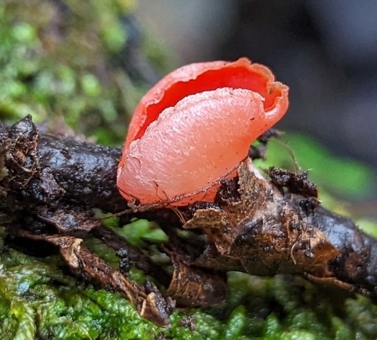 Dudley's Elf Cup (Sarcoscypha dudleyi)