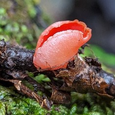 Dudley's Elf Cup