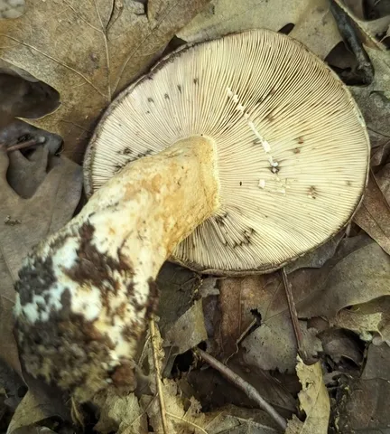 Clay-Gilled Milkcap (Lactarius argillaceifolius-IN02)