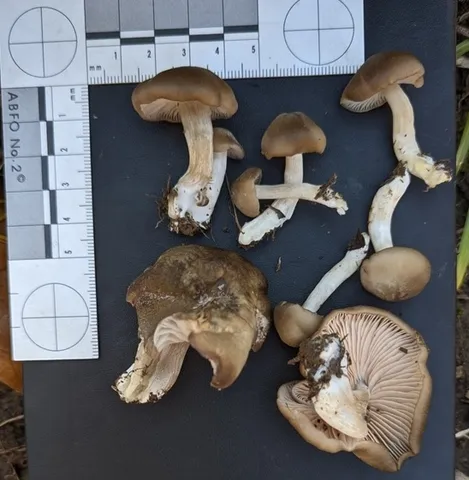 undefined (Entoloma sp. 'IN56')