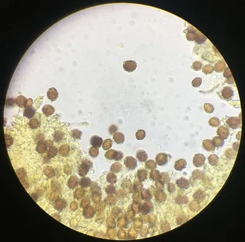 undefined (Hymenogaster spp.)