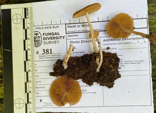 Viscid Bolbitius (Bolbitius viscosus)
