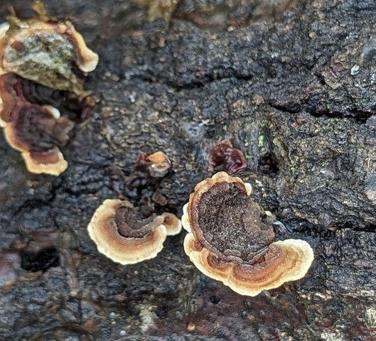 Fasciating Stereum (Stereum fasciatum)