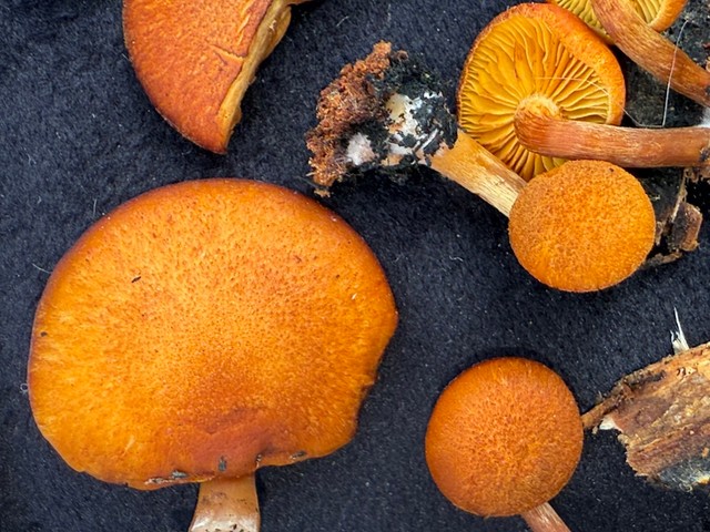 Rustgills And Gyms (Gymnopilus spp.)