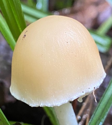 Pale Brittlestem (Candolleomyces candolleanus)