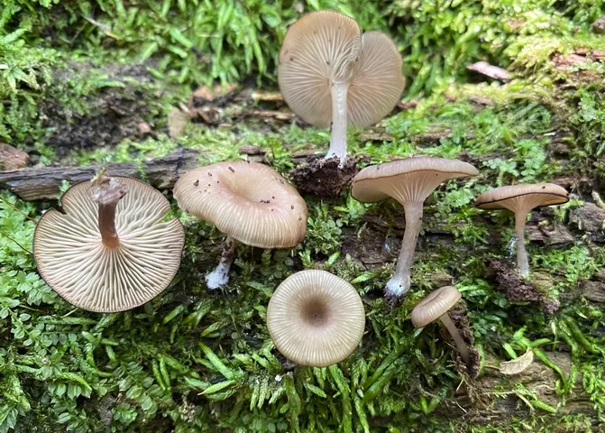 Arrhenia epichysium