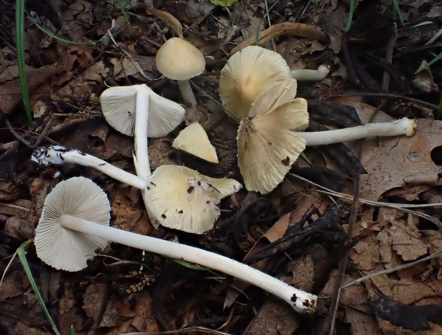 null (Inocybe sp-IN19)