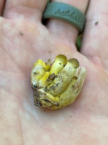 Yellow Honey Mushroom (Armillaria mellea)