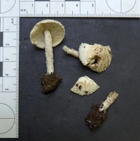 undefined (Cystolepiota cystidiosa)