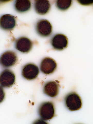 undefined (Elaphomyces sp.)