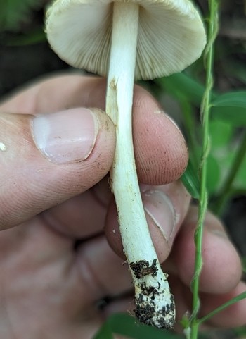 null (Inocybe sp-IN19)