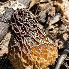 Common Morel