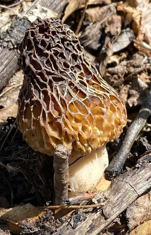 Morchella americana