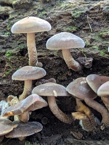 Scaber Stem Agrocybe (Agrocybe firma)