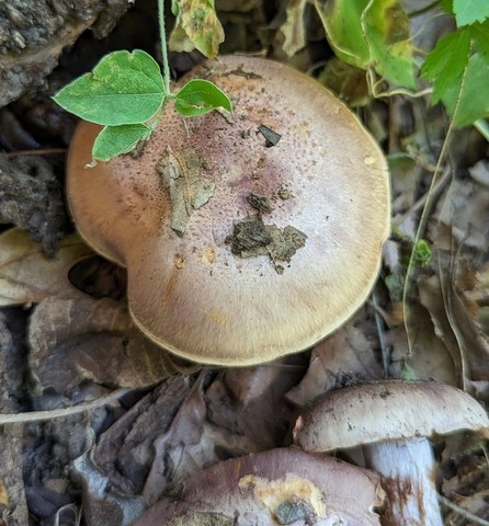 undefined (Calonarius caesiofulvus)