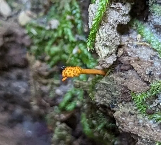 Cheeto Cordyceps (Ophiocordyceps variabilis)