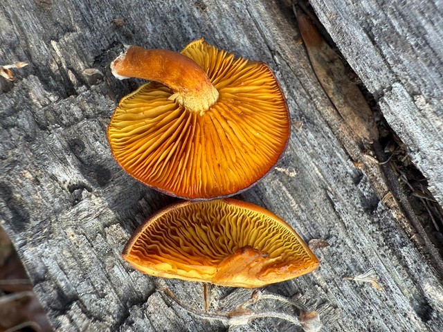 Rustgills And Gyms (Gymnopilus spp.)