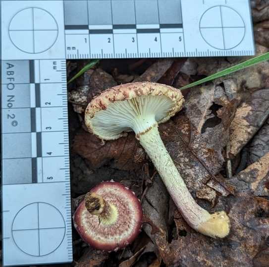 Pholiotoid