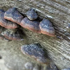 Oak Curtain Crust Fungus