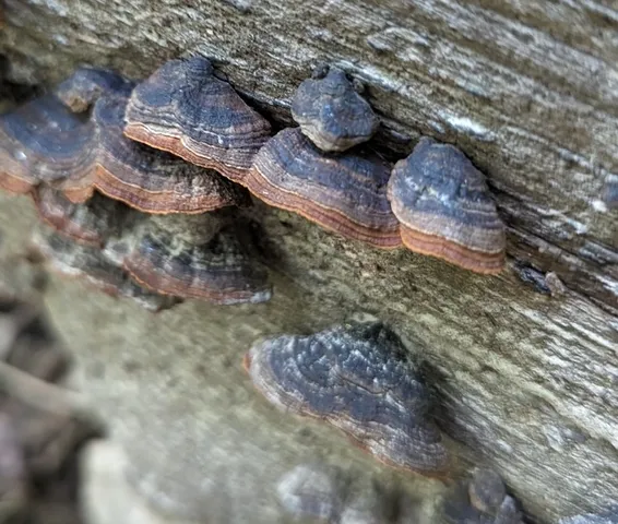 Hymenochaete rubiginosa