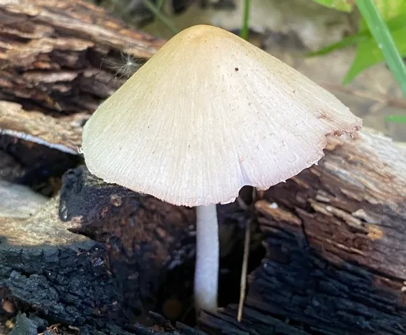 Pale Brittlestem (Candolleomyces candolleanus)