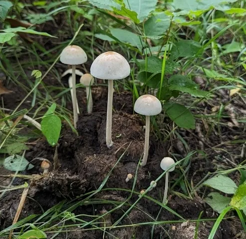 Antilles Mottlegill (Panaeolus antillarum)