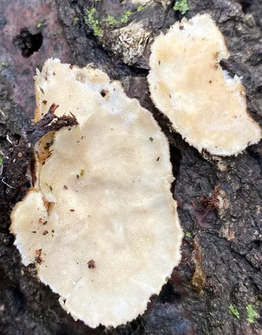 Turkey Tail (Trametes versicolor)