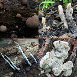 Carbon Fungi